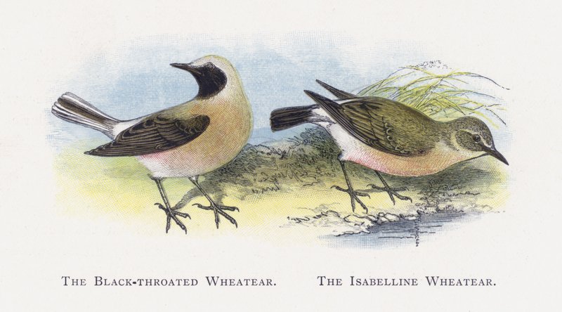Kara boğazlı Wheatear, Isabelline Wheatear by Alexander Francis Lydon