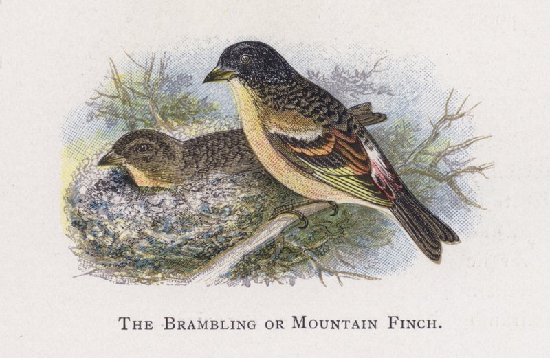 Bramling veya Dağ İspinozu by Alexander Francis Lydon