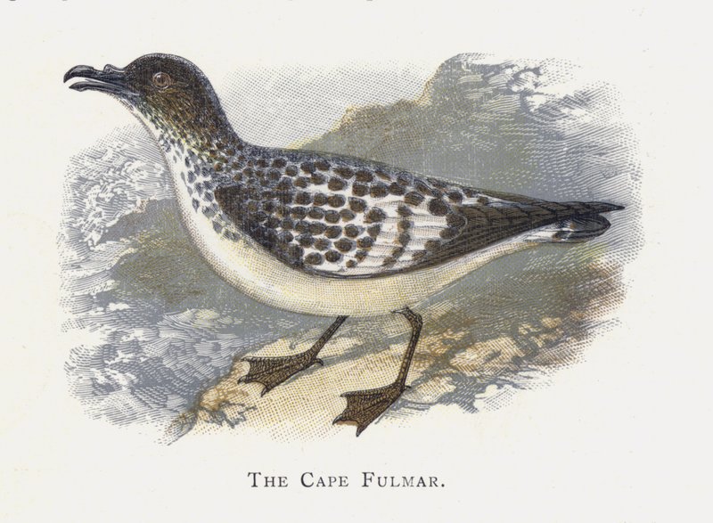 Fulmar Burnu by Alexander Francis Lydon