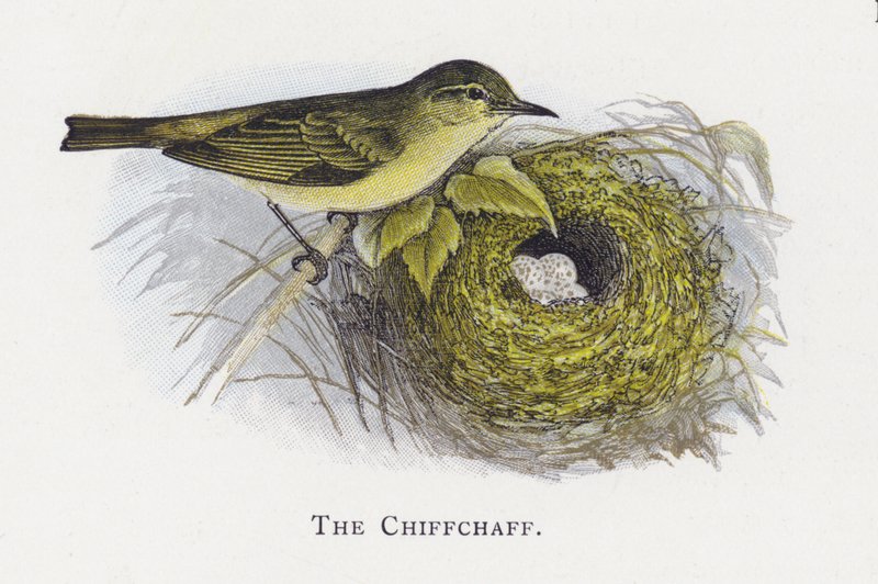 Chiffchaff by Alexander Francis Lydon
