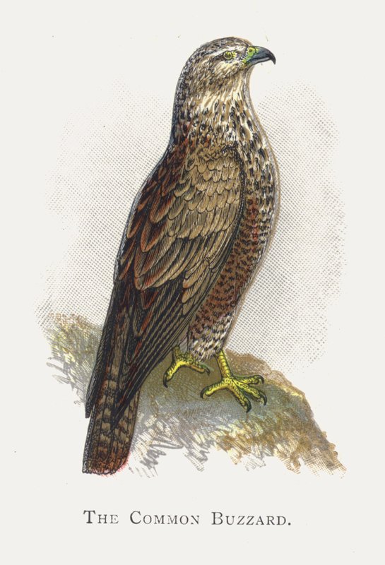 Ortak Şahin by Alexander Francis Lydon