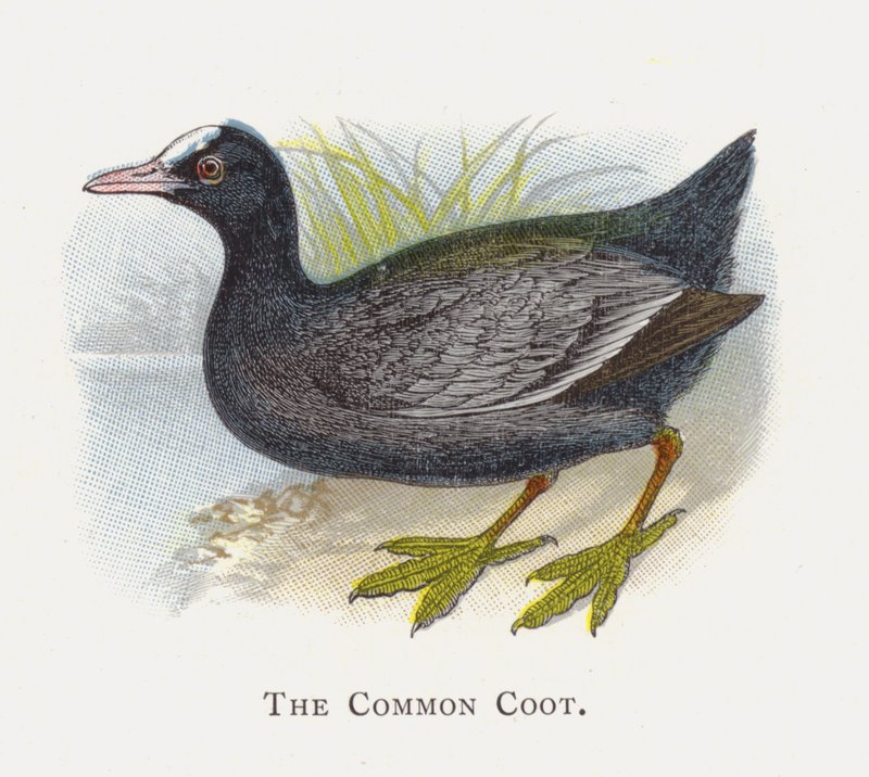Ortak Coot by Alexander Francis Lydon