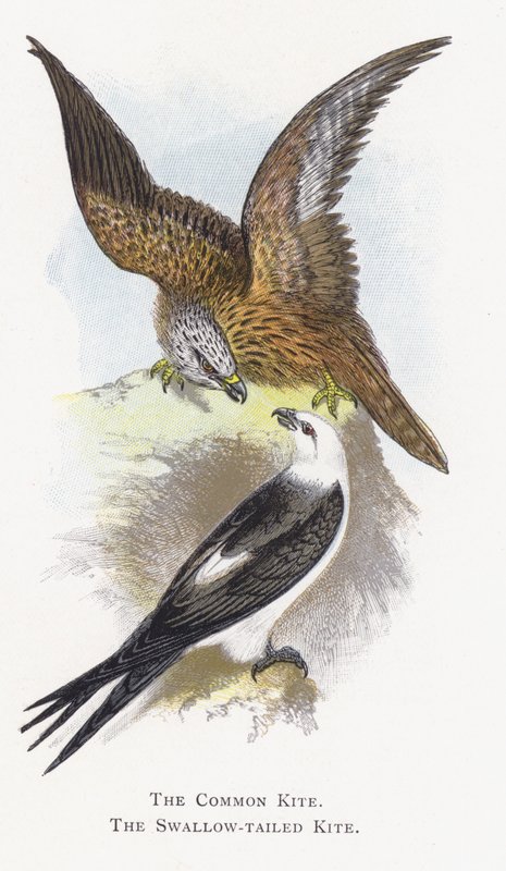 Ortak Uçurtma, Kırlangıç Kuyruklu Uçurtma by Alexander Francis Lydon
