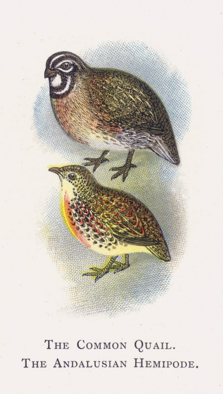 Adi Bıldırcın, Endülüs Yarımayak by Alexander Francis Lydon