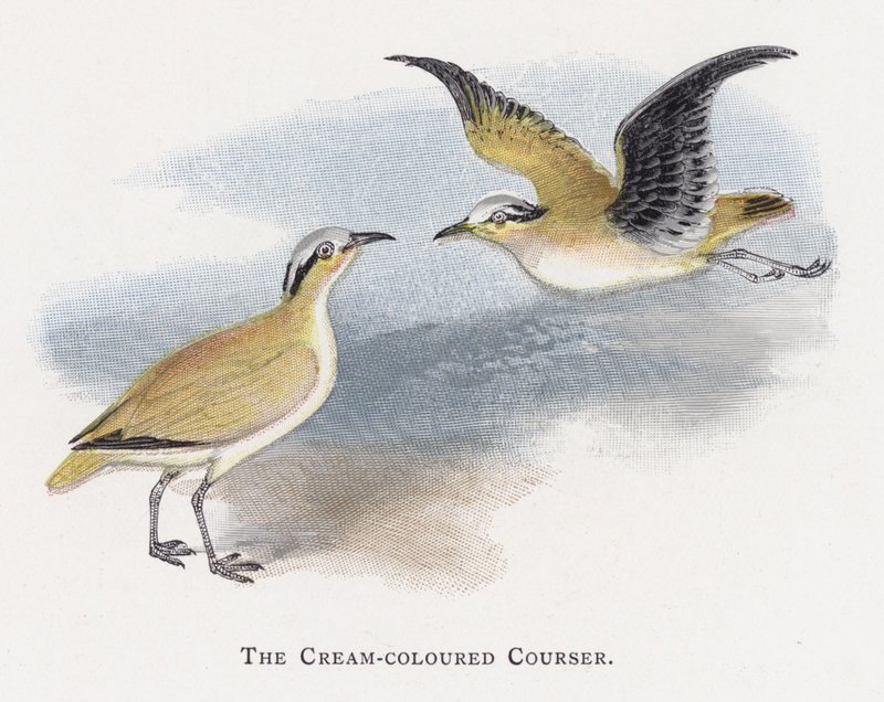 Krem renkli Courser by Alexander Francis Lydon