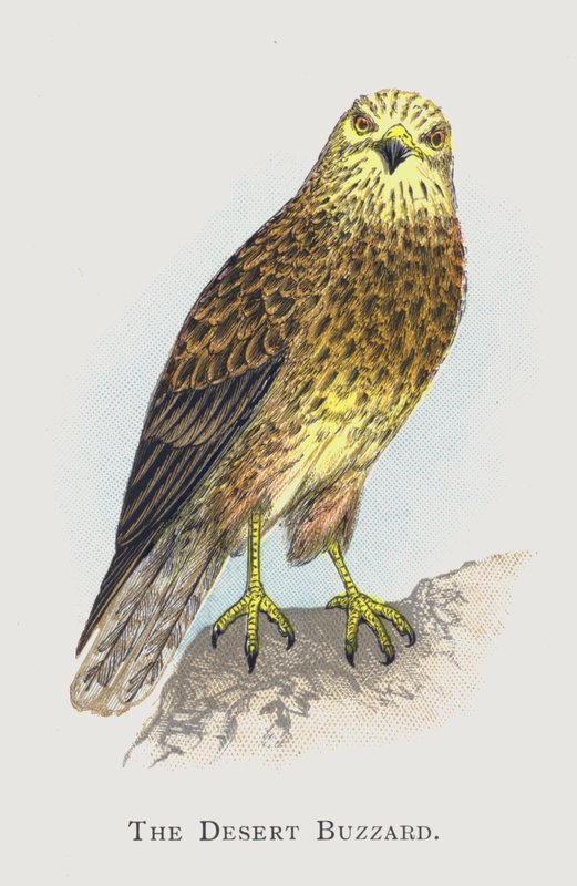 Çöl Şahini by Alexander Francis Lydon