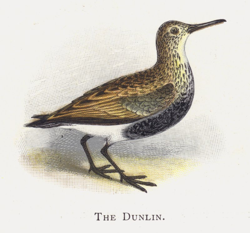 Dunlin by Alexander Francis Lydon