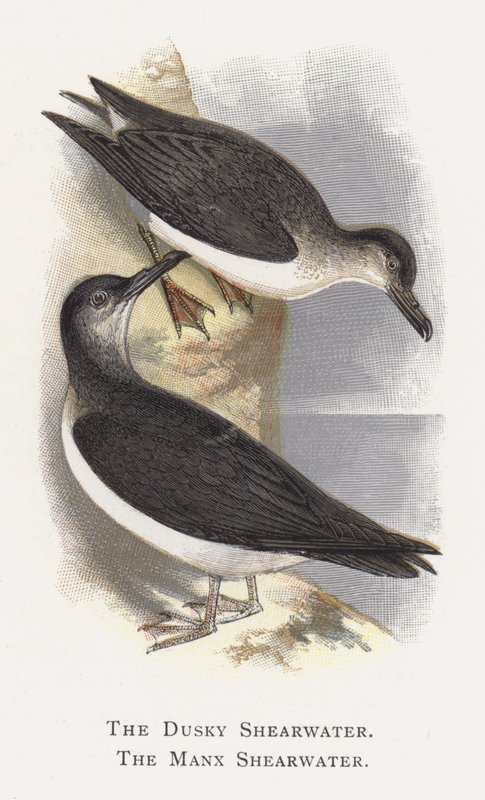 Dusky Shearwater, Manx Shearwater by Alexander Francis Lydon