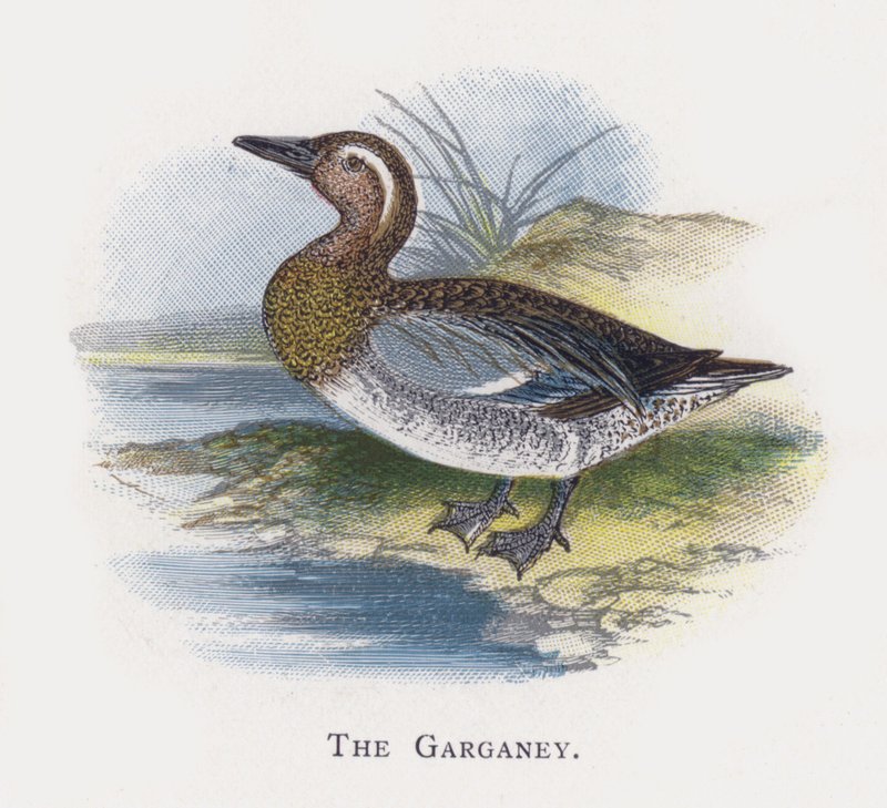 Garganey by Alexander Francis Lydon