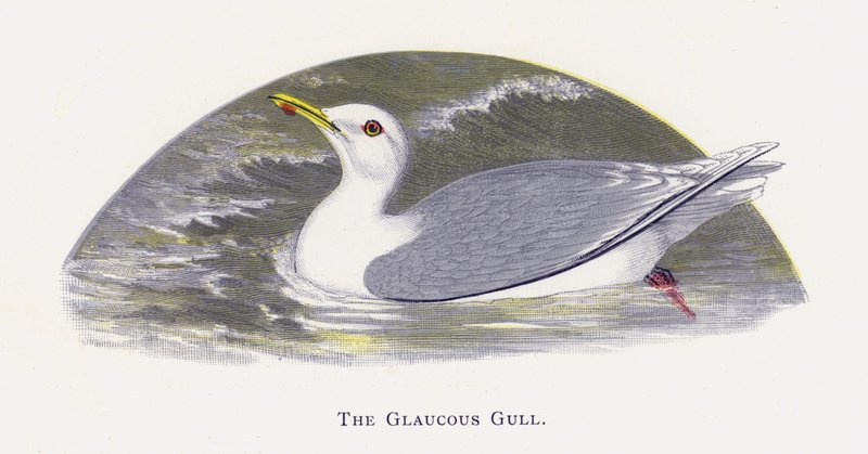 Glaucous Martı by Alexander Francis Lydon