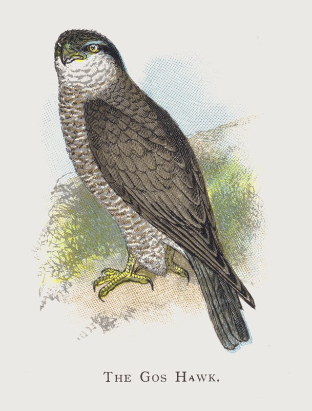 çakır kuşu by Alexander Francis Lydon