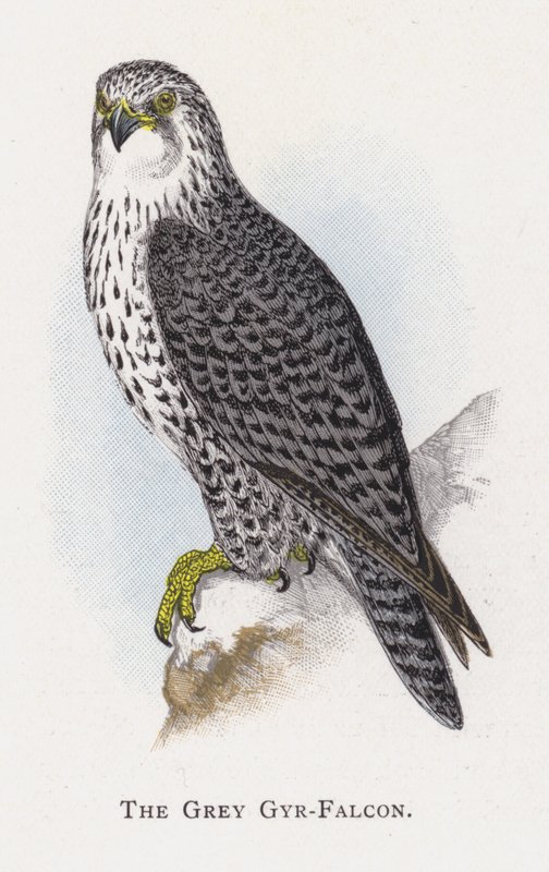 Gri Gyr-Falcon by Alexander Francis Lydon
