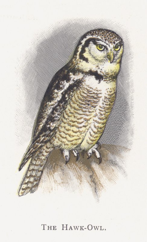 Şahin-Baykuş by Alexander Francis Lydon