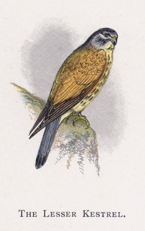 Küçük Kerkenez by Alexander Francis Lydon