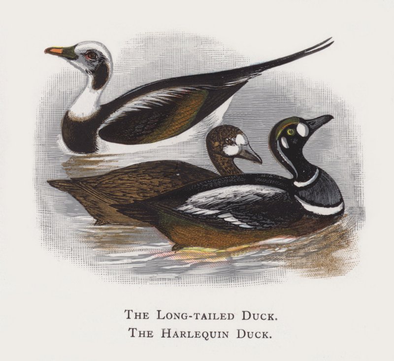 Uzun Kuyruklu Ördek, Harlequin Ördek by Alexander Francis Lydon
