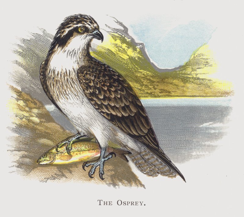 Osprey by Alexander Francis Lydon