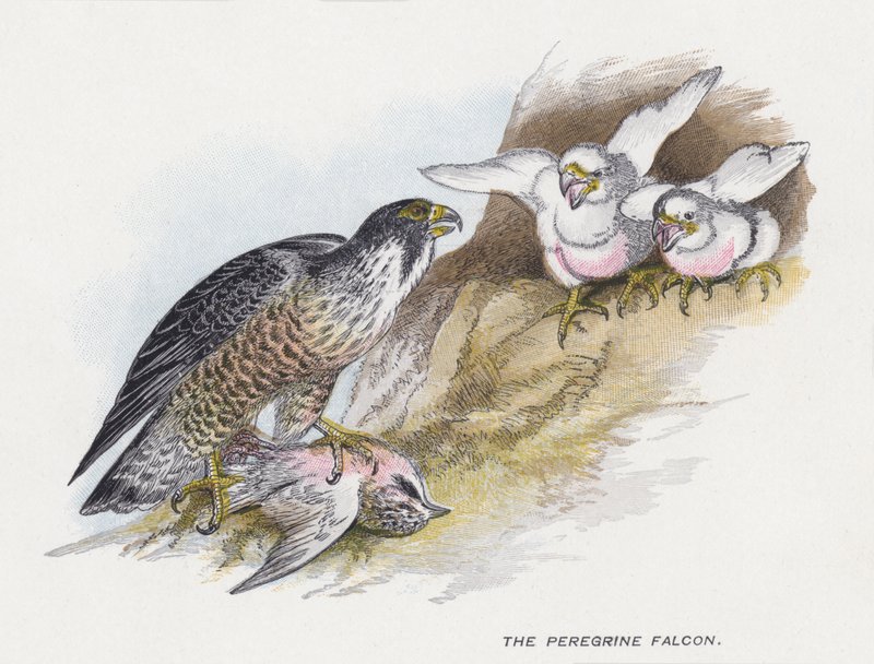 Peregrine Falcon by Alexander Francis Lydon