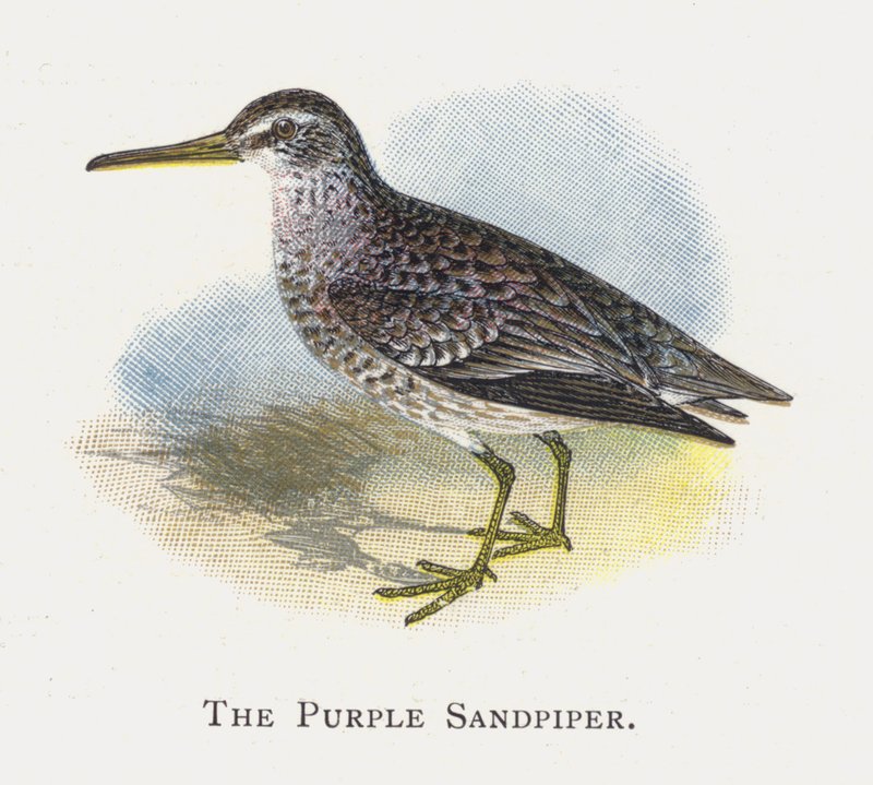 Mor Sandpiper by Alexander Francis Lydon