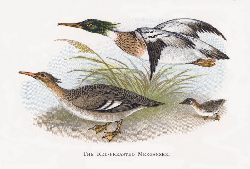 Kızıl Göğüslü Merganser by Alexander Francis Lydon