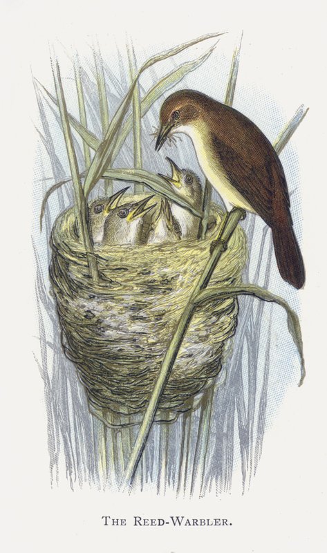Reed-Warbler by Alexander Francis Lydon