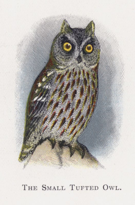 Küçük Tepeli Baykuş by Alexander Francis Lydon