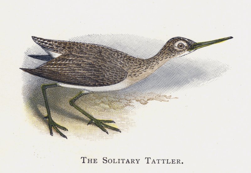 Yalnız Tattler by Alexander Francis Lydon