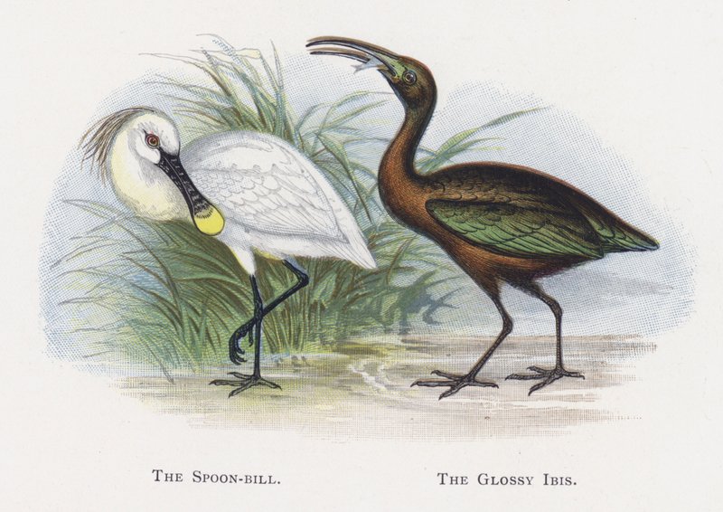 Kaşık-fatura, The Glossy Ibis by Alexander Francis Lydon