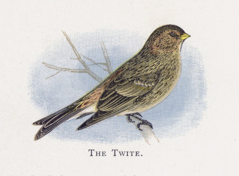 Twite by Alexander Francis Lydon