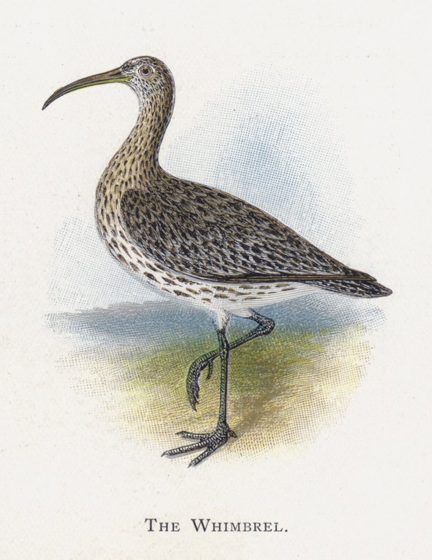 Whimbrel by Alexander Francis Lydon