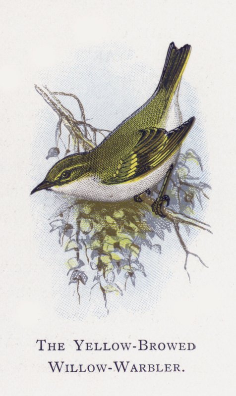 Sarı Kaşlı Söğüt-Warbler by Alexander Francis Lydon