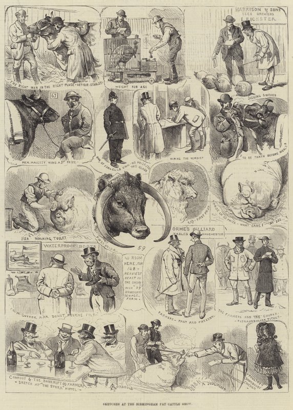 Birmingham Fat Cattle Show'da Skeçler by Alfred Courbould