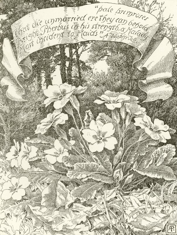 Pale Primroses (gravure) by Alfred Parsons