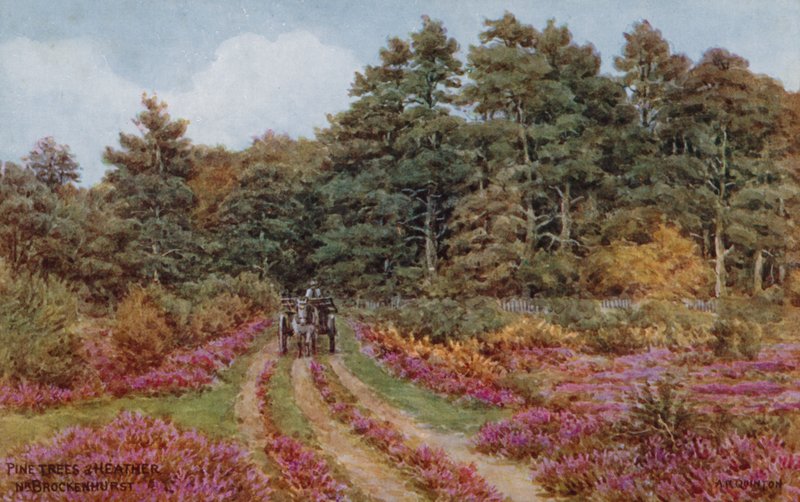 Brockenhurst yakınlarındaki çam ağaçları ve funda by Alfred Robert Quinton
