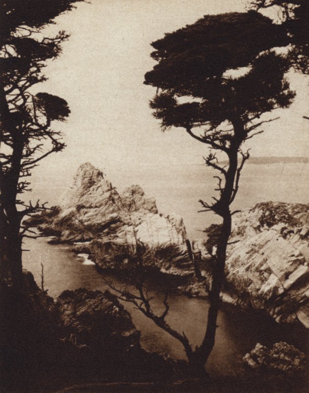 Kaliforniya: Monterey Selvi (s/b fotoğraf) by American Photographer (after)