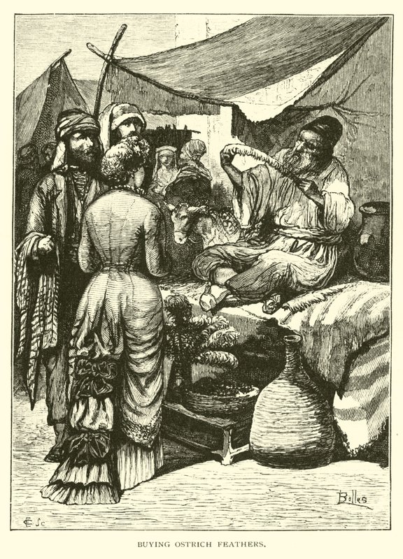 Devekuşu tüyü satın almak by American School