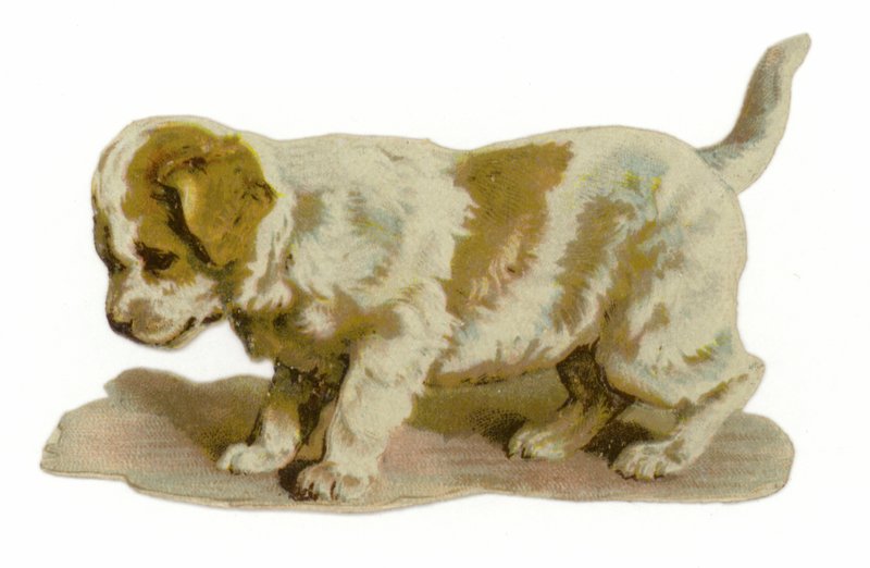 köpek yavrusu ayakta by American School