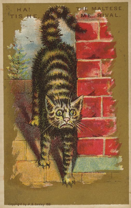Korkmuş Kedi! by American School