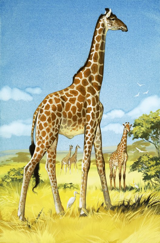  by Angus McBride