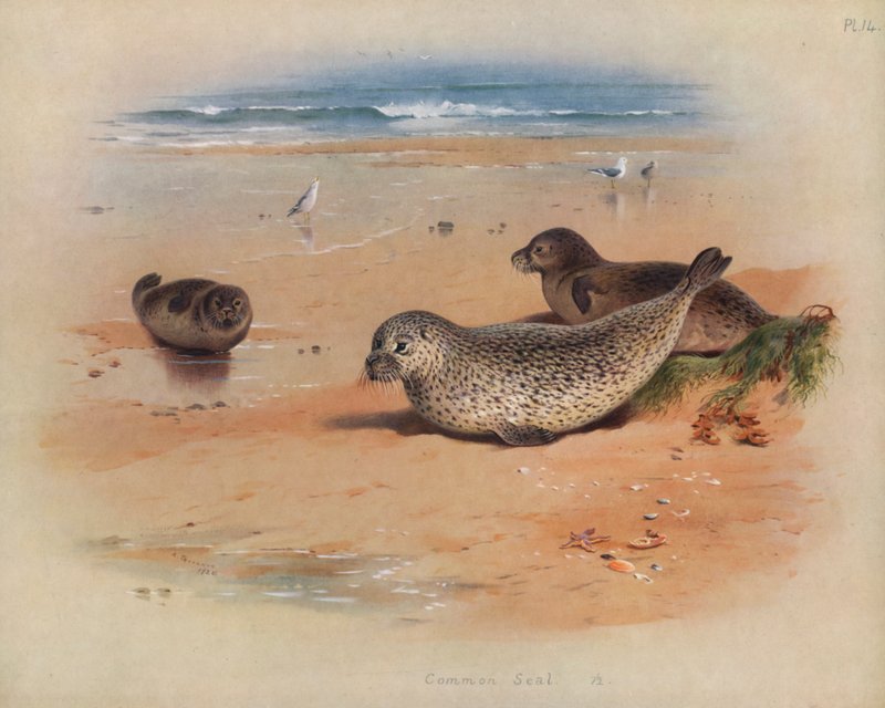 Ortak mühür by Archibald Thorburn
