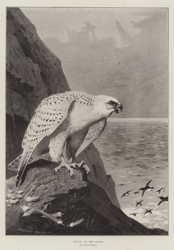 Saatteki Şahin by Archibald Thorburn