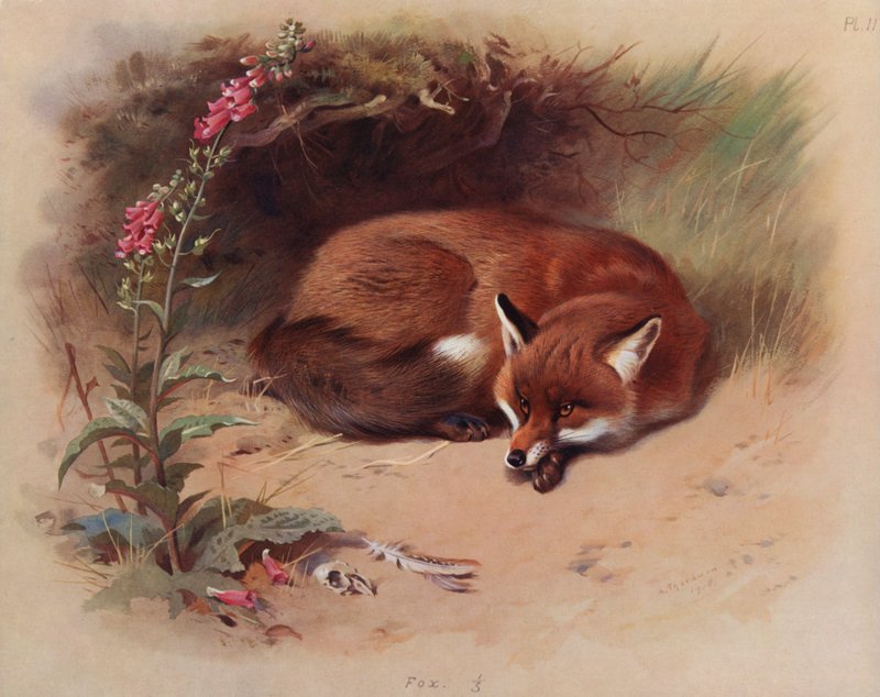 Tilki by Archibald Thorburn