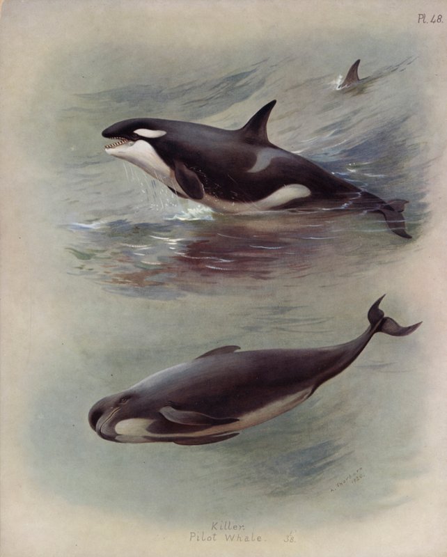 Katil, Pilot Balina by Archibald Thorburn