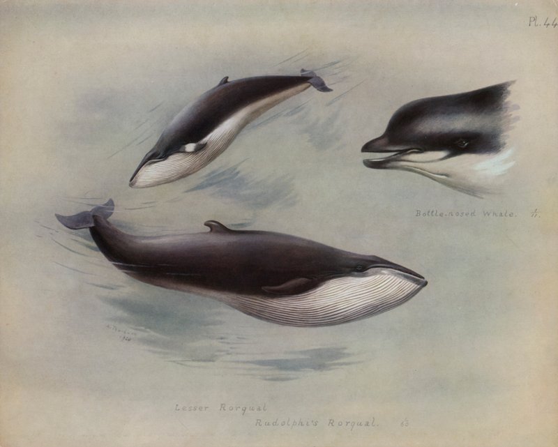 Küçük Rorqual, Rudolphis Rorqual, Şişe Burunlu Balina by Archibald Thorburn