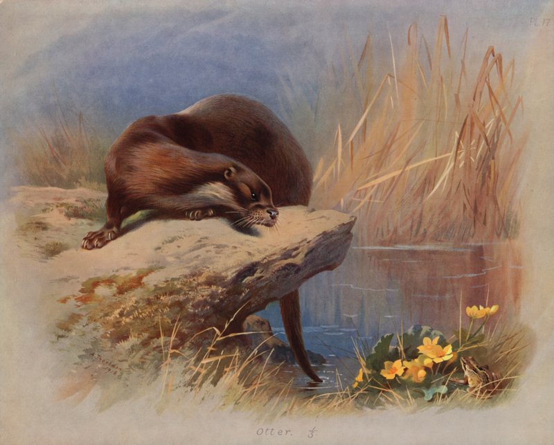 Su samuru by Archibald Thorburn