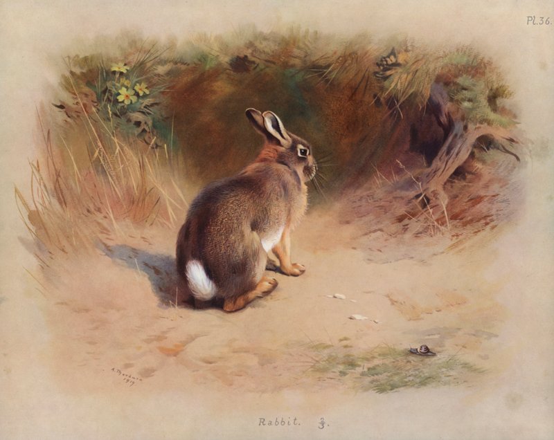 Tavşan by Archibald Thorburn