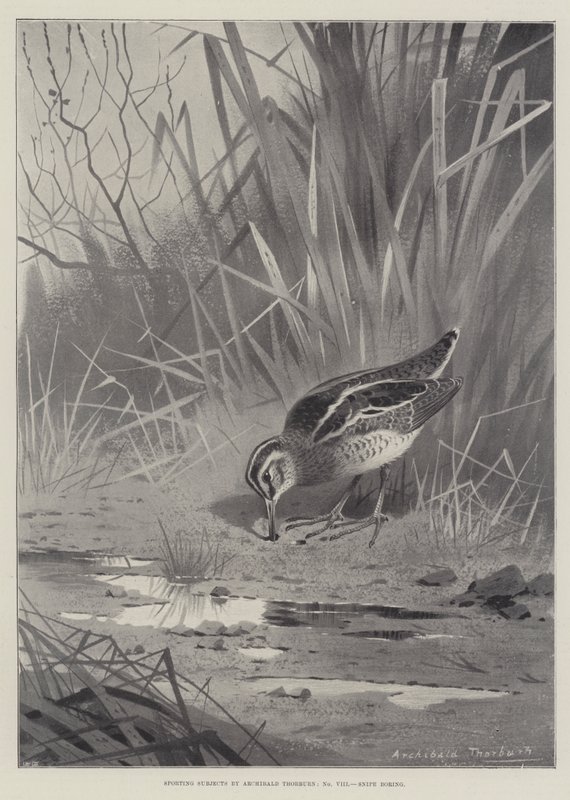 ಕ್ರೀಡಾ ವಿಷಯಗಳು, ಸ್ನೈಪ್ ನೀರಸ ಟರ್ಕಿ by Archibald Thorburn