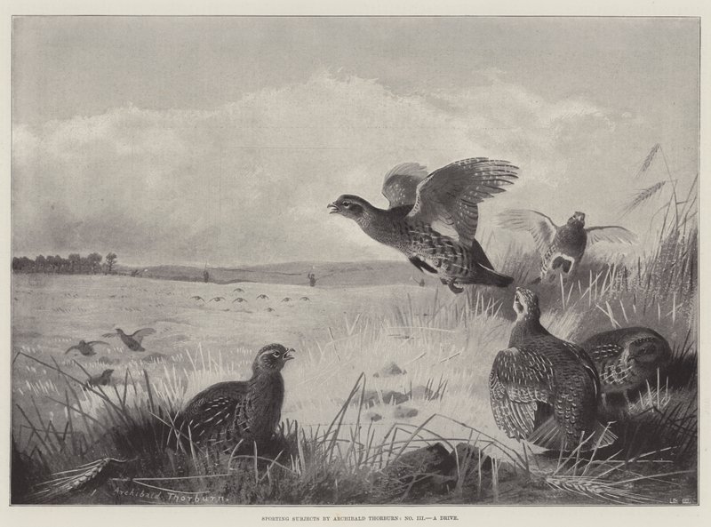 Sportif Konular, Bir Sürüş by Archibald Thorburn