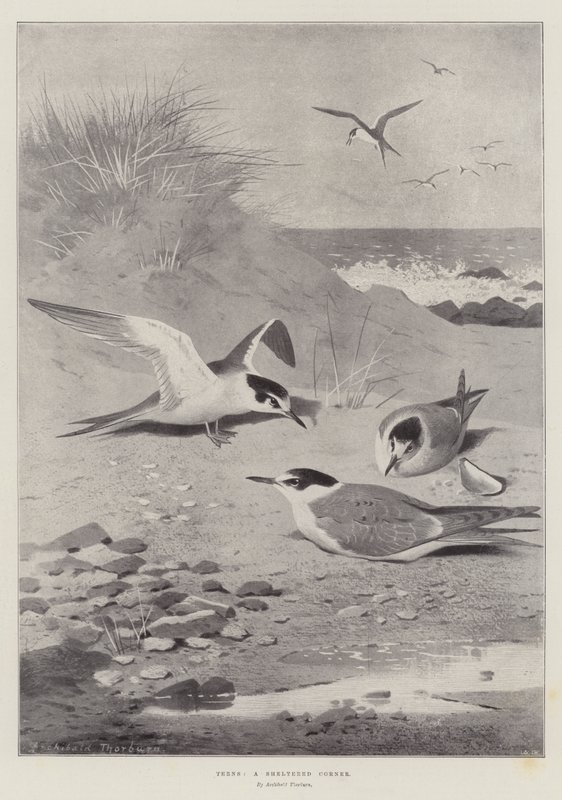 Terns, Korunaklı Bir Köşe by Archibald Thorburn