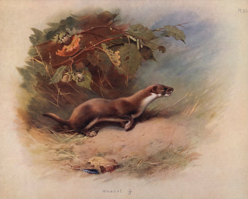 gelincik by Archibald Thorburn