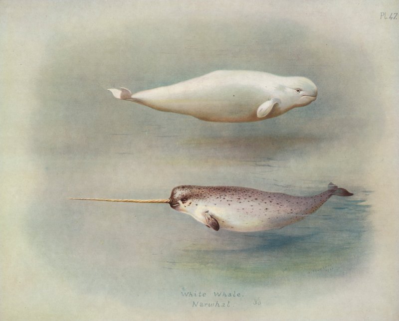 Beyaz Balina, Narval by Archibald Thorburn